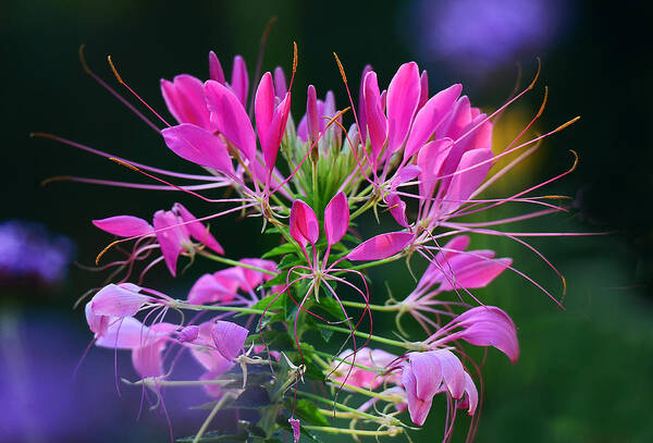Cleome Poster featuring the photograph Garden Magic by Rodney Campbell