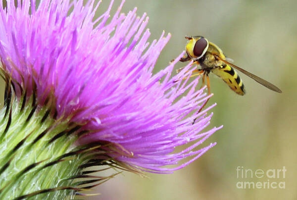 Donegal On Your Wall Poster featuring the photograph Gather It Up Donegal Bee Thistle by Eddie Barron
