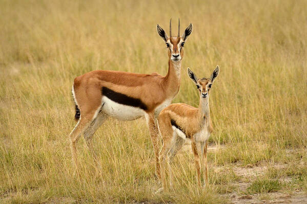 Africa Poster featuring the photograph Gazelle Mother and Child by Jack Daulton