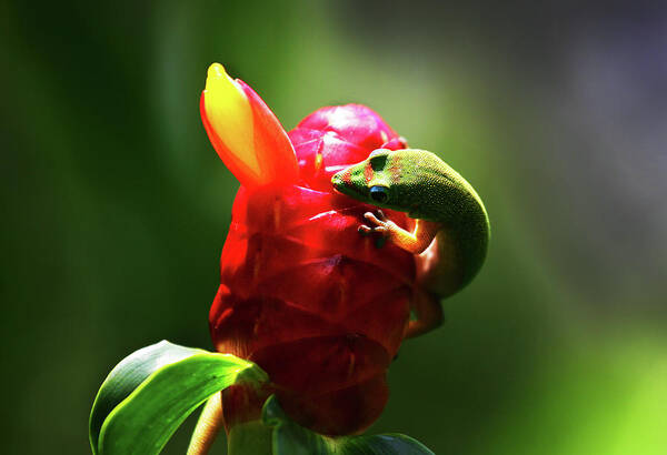 Hawaii Poster featuring the photograph Gecko #1 by Anthony Jones