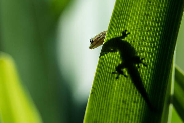 Gecko Poster featuring the photograph Gecko in the Morning Sun by Mark Rogers