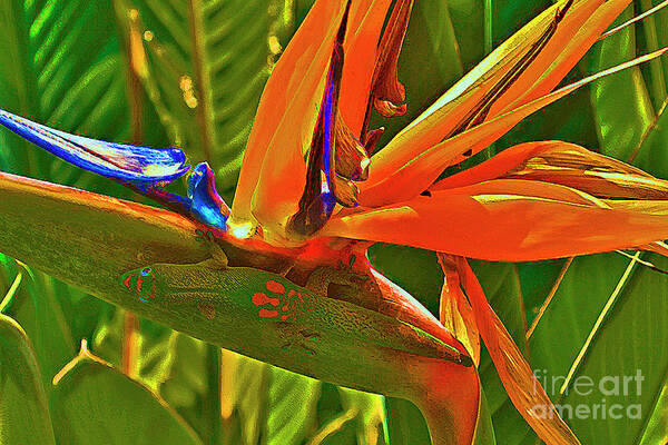 Gecko Poster featuring the photograph Gecko on Bird of Paradise by Bette Phelan