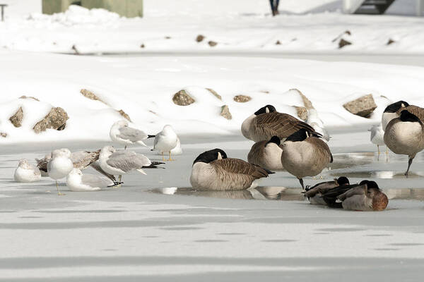 Birds Poster featuring the photograph Geese and Seagulls on Ice by Travis Rogers