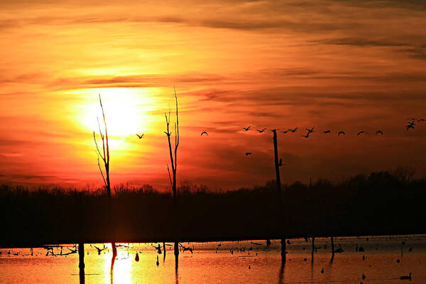 Sunset Poster featuring the photograph Geese Flying Into the Sunset by James Jones