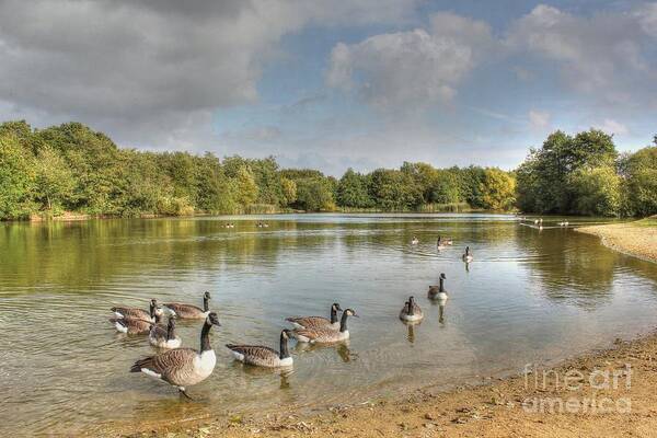 Texture Poster featuring the photograph Geese on the Lake HDR by Vicki Spindler