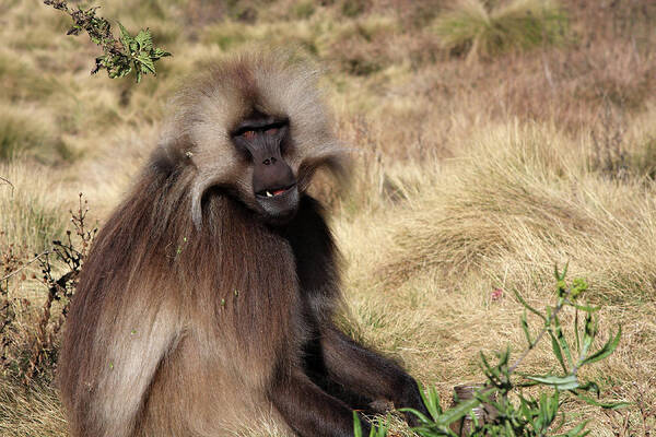 Simien Mountains National Park Poster featuring the photograph Gelada Baboon, Simien Mountains, Ethiopia by Aidan Moran