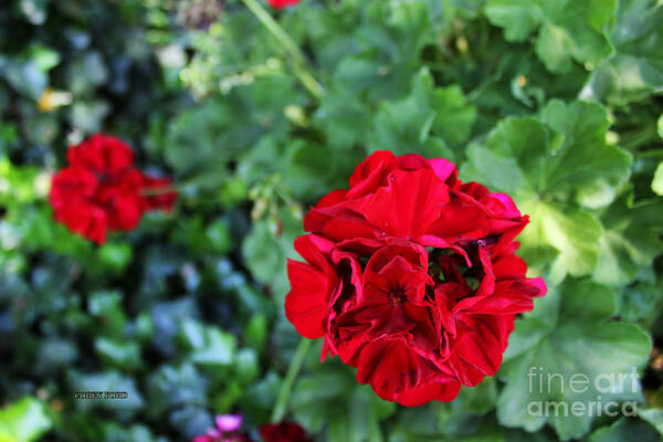 Geranium Poster featuring the painting Geranium Flower - Red by Corey Ford