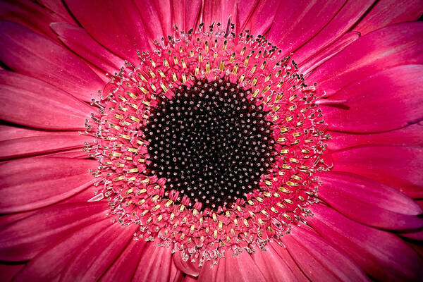 Flower Poster featuring the photograph Gerbera by Andreas Freund
