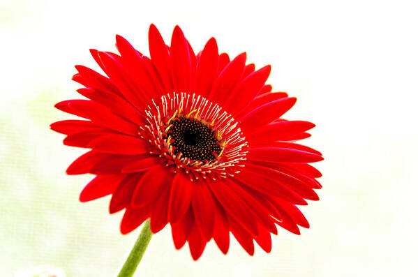 Flower Poster featuring the photograph Gerbera Daisy by Wolfgang Stocker