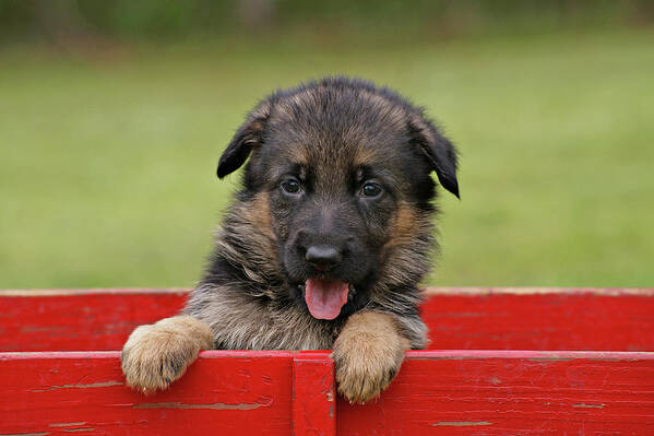 German Shepherd Poster featuring the photograph German Shepherd Puppy in a Wagon by Sandy Keeton