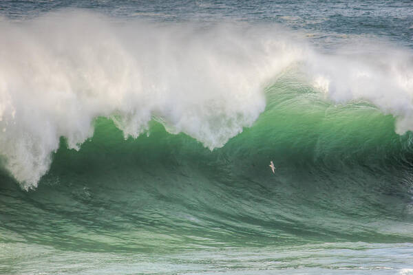 Seascape Poster featuring the photograph Get Me Outta Here by Kristina Rinell