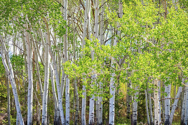 Aspen Forest Poster featuring the photograph Getting Lost In the Wilderness by James BO Insogna