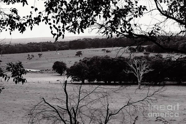 Farm Poster featuring the photograph Ghost Tree by Cassandra Buckley