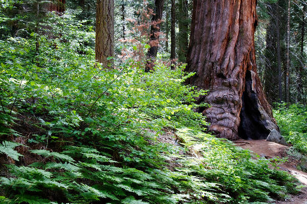 Ca Poster featuring the photograph Giant Among The Forest by Lana Trussell