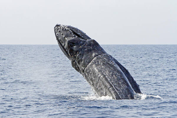 Humpback Whale Poster featuring the photograph Giant Breach by Shoal Hollingsworth