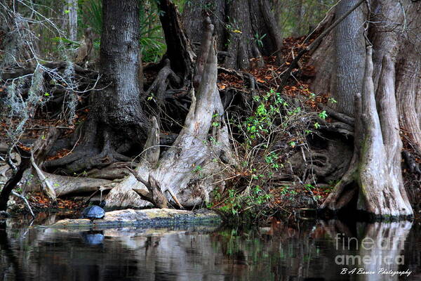 Cypress Knees Poster featuring the photograph Giant Cypress Knees by Barbara Bowen