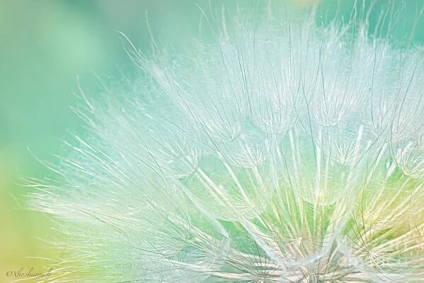Dandelion Big Multi Blue Green Yellow White Poster featuring the photograph Giant Dandelion by Susan Turner