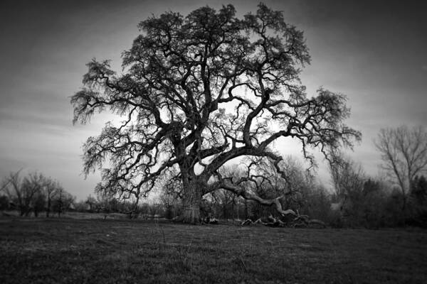 Sun Poster featuring the photograph Giant Oak Tree by Serena King