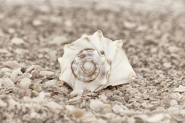 Seashells Poster featuring the photograph Gift of the Sea by Kim Hojnacki