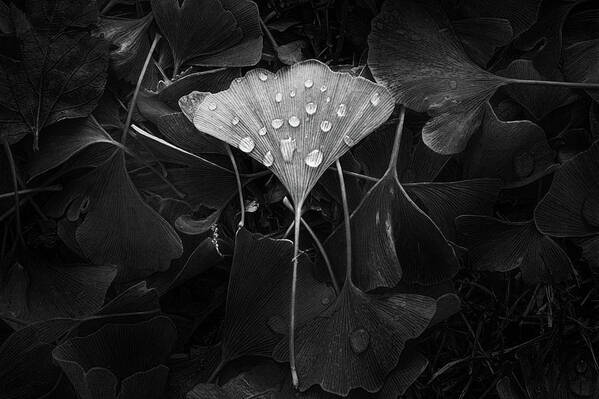 Leaf Poster featuring the photograph Ginkgo by Scott Norris