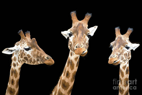 Giraffe Poster featuring the photograph Giraffe trio by Jane Rix