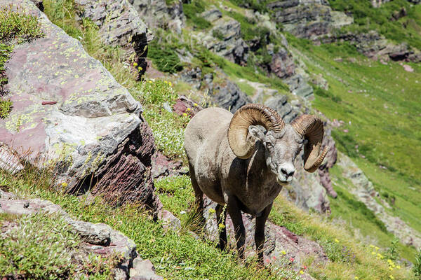 Glacier Poster featuring the photograph Glacier Big Horn Sheep by John McGraw