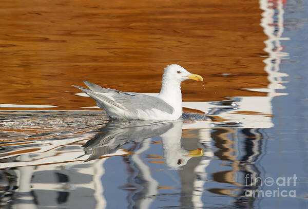 Animal Poster featuring the photograph Glaucous-winged Gull by Marv Vandehey
