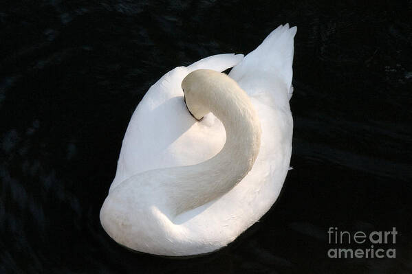 Animal Poster featuring the photograph Gliding Swan by Julia Hiebaum