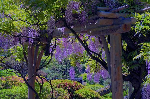 Spring Poster featuring the photograph Glorious Wisteria by Emerita Wheeling