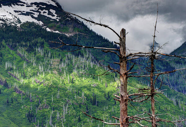 Scenic Poster featuring the photograph Glacier Sunlight by Doug Davidson