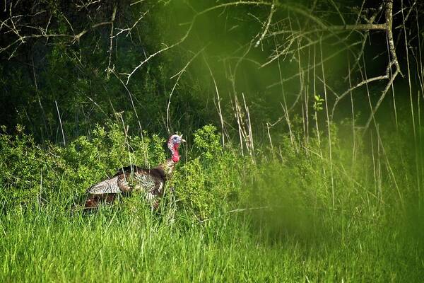 Wildlife Poster featuring the photograph Gobble Gobble by John Benedict