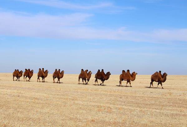 Camels Poster featuring the photograph Gobi Camels by Diane Height