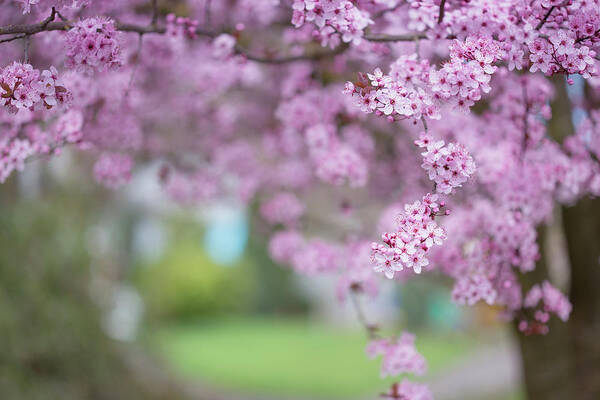 Cherry Blossoms Poster featuring the photograph Going on a limb by Kunal Mehra