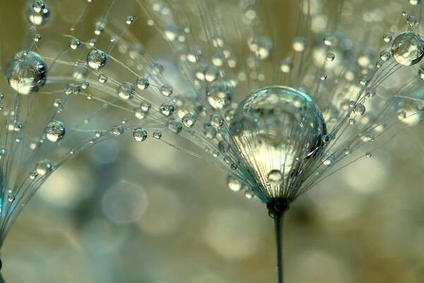 Dandelion Poster featuring the photograph Gold Sparkles by Sharon Johnstone