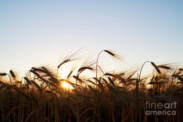 Sunrise Poster featuring the photograph Golden Crop by Tim Gainey