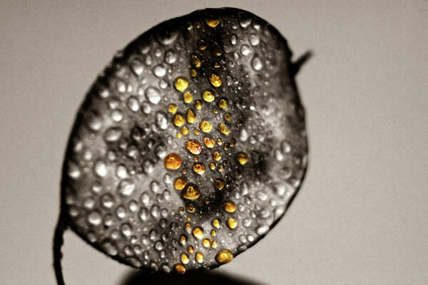 Leaf Poster featuring the photograph Golden Drops by Wolfgang Stocker