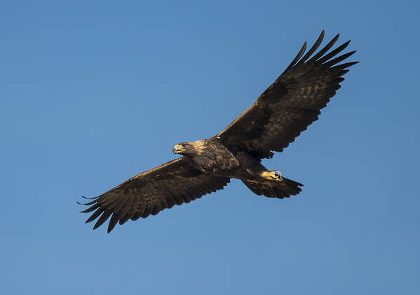 Loree Johnson Poster featuring the photograph Golden Eagle in Flight by Loree Johnson