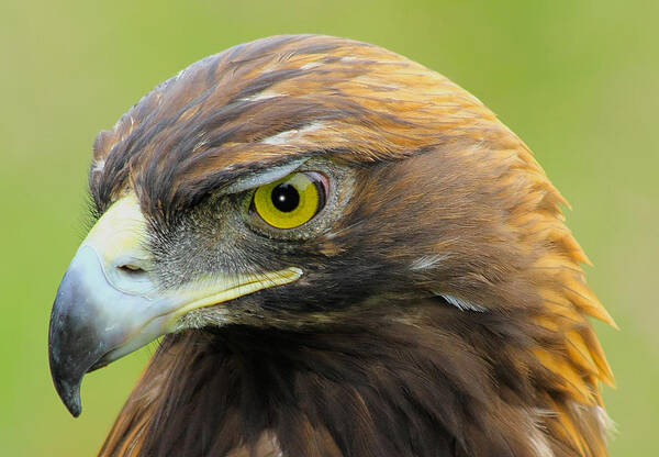 Golden Eagle Poster featuring the photograph Golden Eagle by Shane Bechler