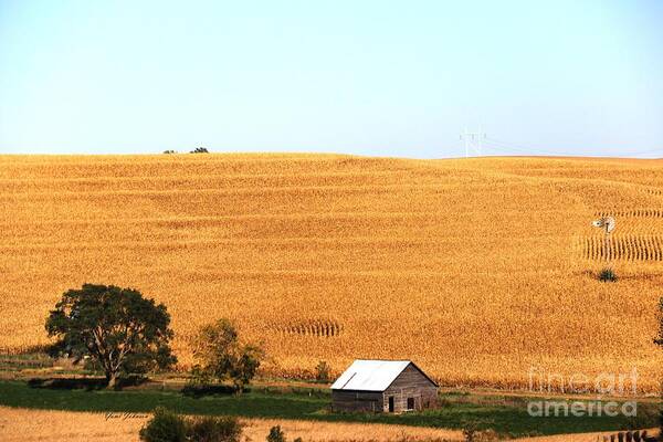 Fall Poster featuring the photograph Golden Field by Yumi Johnson