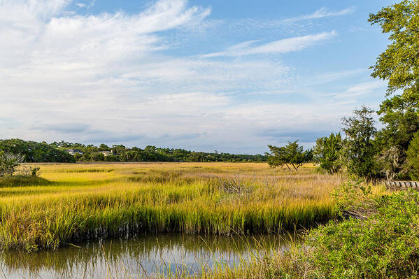 Bog Poster featuring the photograph Golden Green Marsh Under Blue Skies by Darryl Brooks