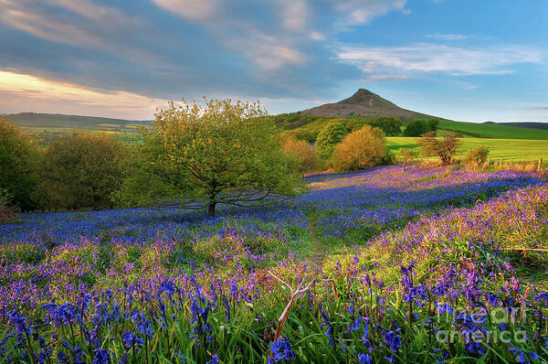 Mtphotography Poster featuring the photograph Golden hour at Roseberry Topping by Mariusz Talarek