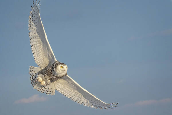 Snowy Poster featuring the photograph Golden hued Snowy Owl by Steven Upton