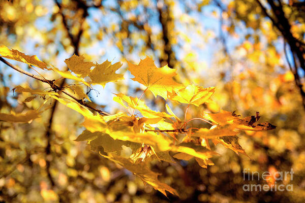 Autumn Photograph Poster featuring the photograph Golden leaves by Ivy Ho