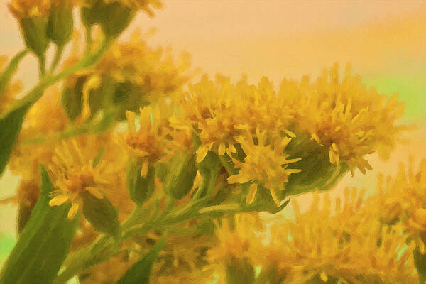 Golden Rod Poster featuring the photograph Golden Rod Solidago by Sandra Foster