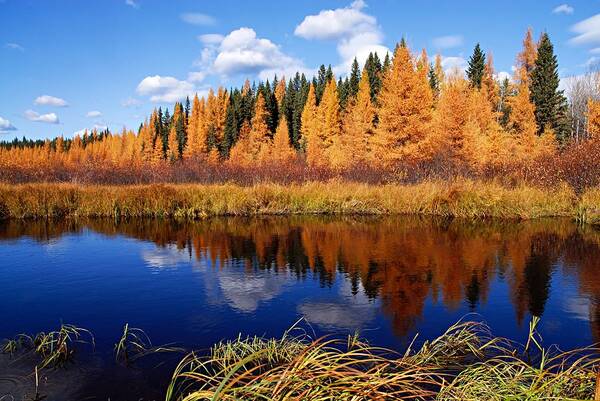 Spruce River Poster featuring the photograph Golden Tamaracks along the Spruce River by Larry Ricker