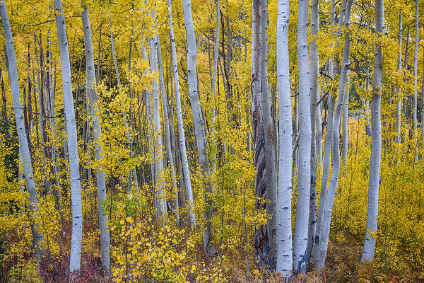 Aspen Poster featuring the photograph Golden Wilderness by James BO Insogna