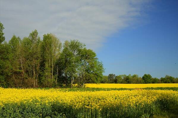 Brassica Juncea Poster featuring the photograph Golden Yellow Canola Oil Crops - Limestone County Alabama by Kathy Clark