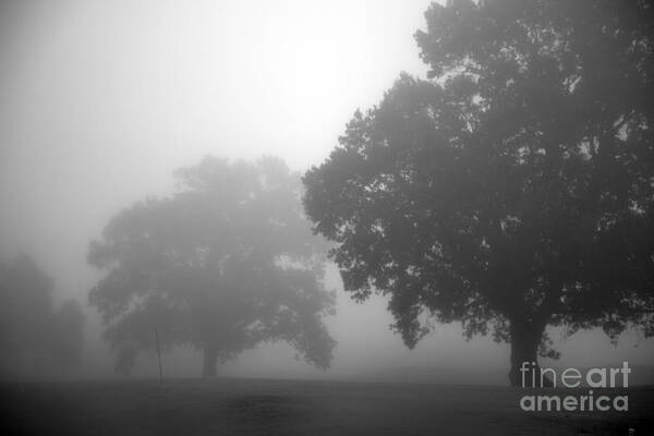 Tree Poster featuring the photograph Golf Course with Fog by Amanda Barcon