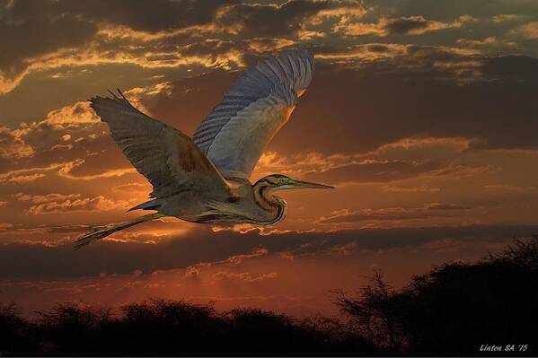 Goliath Heron Poster featuring the digital art Goliath Heron At Sunset by Larry Linton