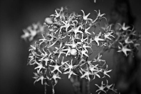 Flower Poster featuring the photograph Gone to Seed Phlox by Teresa Mucha